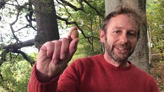 October Mushroom Foraging UK [upl. by Annavoj446]