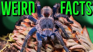 10 STRANGE Tarantulas FACTS You Wont Believe [upl. by Tsepmet]