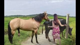 My sister training care her lovely horse in beginner 2021 [upl. by Velda]