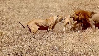 Leonas Atacan a León  Pelea Salvaje [upl. by Dotson]