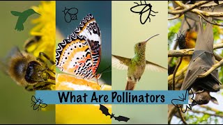 What Are Pollinators [upl. by Nelon]