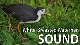 WhiteBreasted Waterhen Sound [upl. by Ocirederf]