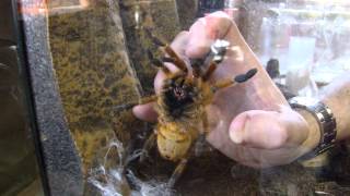 Pterinochilus murinus Pickup Grab OBT Orange Baboon Tarantula Orange Bitey Thing [upl. by Gayner]