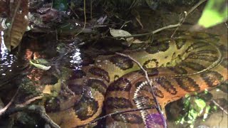 Giant anaconda in the Amazon rainforest  Close encounter [upl. by Ymma]