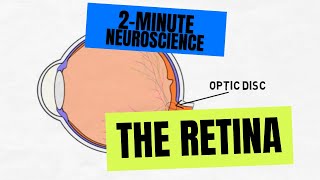 2Minute Neuroscience The Retina [upl. by Letreece]