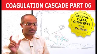 Coagulation Cascade  Part 612 [upl. by Arakal]