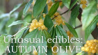 Unusual edibles Autumn olive Amber [upl. by Burroughs993]