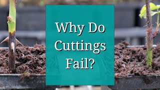 Why Do Cuttings Fail Propagation Tips [upl. by Elletse]