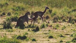 Watch this  Puma hunting a young guanaco and then plays with it [upl. by Murtha]