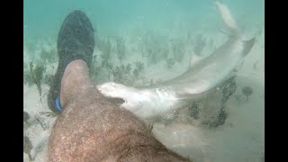 Bitten by a baby Lemon shark [upl. by Walcoff]