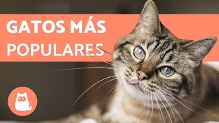 TOP 10 Razas de Gatos MÁS POPULARES del Mundo [upl. by Selij516]