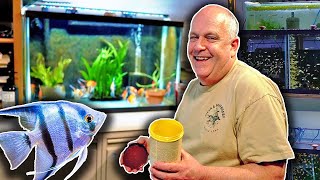 Freshwater Angelfish Care  50 years of Experience [upl. by Lovett237]