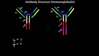 Antibodies  an introduction [upl. by Rolando]