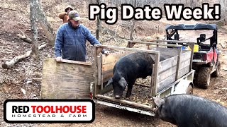 Time to Introduce a BOAR to the SOWS On Farm Transport [upl. by Nina]