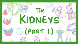 Role of Urea in the Kidney  Part 1 [upl. by Lacey72]