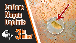 How to culture DAPHNIA MAGNA  The easy way [upl. by Clapp851]