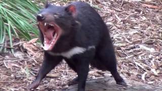 Animal sounds Tasmanian devil growls [upl. by Eelano]