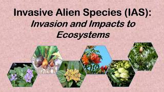 Invasive Alien Species Invasion and Impacts to Ecosystems ENS 201 [upl. by Assilram]