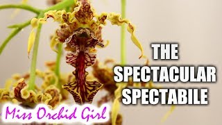 The spectacular Dendrobium spectabile Orchid  Care tips [upl. by Landan]