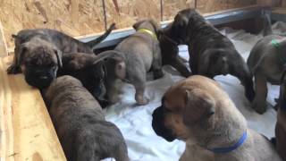 Bullmastiff Puppies [upl. by Aliel]