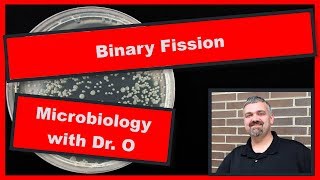 Binary Fission Microbiology [upl. by Nador532]