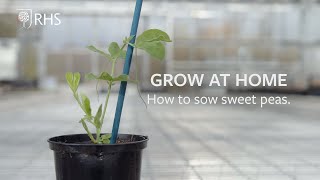 How to sow Sweet Peas  Grow at Home  RHS [upl. by Adolpho]