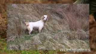 Working Clumber Spaniel [upl. by Ecienahs]