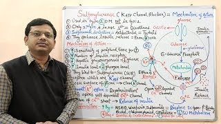 Diabetes Mellitus Part10 Mechanism of Action of Sulfonylurease  Antidiabetic Drugs  Diabetes [upl. by Nickles]