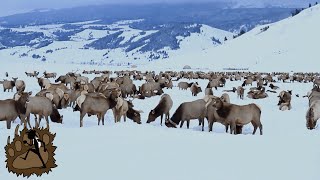 SLEIGH RIDE on the National Elk Refuge  Jackson Hole Wyoming [upl. by Weidman]