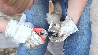 How to Trim Overgrown Goat Hooves [upl. by Sivlek]