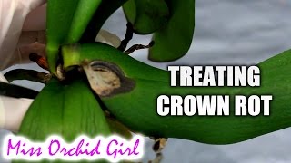 How to save Orchids from crown rot using non toxic substances New 2022 Tutorial in Description [upl. by Proudman]