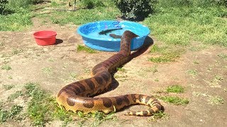 ANACONDA enters WaterFEEDS ON CATFISH [upl. by Luar]