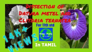 Dissection of flowers  11th std practicals  BioBotany  உயிரிதாவரவியல்  Datura amp Clitoria [upl. by Krystle]