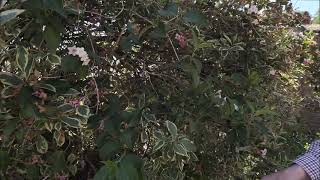 Trimming and pruning Weigela florida Variegata [upl. by Ahsena]