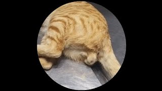 Tom cat neutering Castration in male cat [upl. by Treharne24]