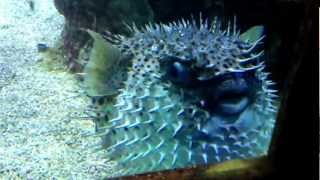 Why do pufferfish quotpuff upquot [upl. by Rickey]