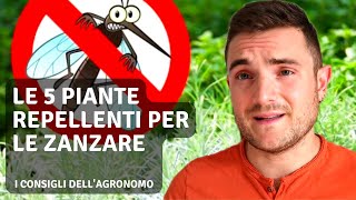 LE 5 PIANTE REPELLENTI PER LE ZANZARE [upl. by Tidwell859]