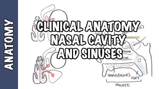 Clinical Anatomy  Nasal Cavity and Sinuses [upl. by Hillie]