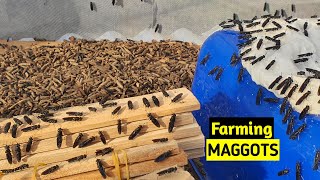 Successfully Growing Maggots BSF as Chicken Feed  Update [upl. by Cirederf]