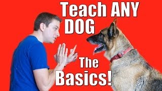 Dog Training 101 How to Train ANY DOG the Basics [upl. by Ynnattirb194]