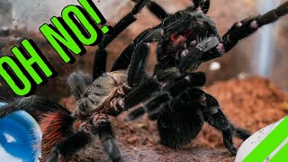 INTENSE Tarantula Breeding GONE WRONG [upl. by Farnsworth]