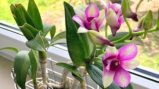 How to Grow Orchids Growing Orchids Orchid Care [upl. by Gamal]