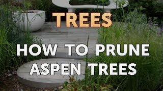 How to Prune Aspen Trees [upl. by Yrojram]