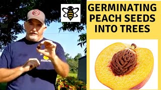 Germinating Peach Seeds [upl. by Maffa]