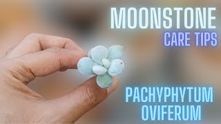 MOONSTONE CARE TIPS  PACHYPHYTUM OVIFERUM [upl. by Rolf]