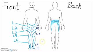 Anatomy  Dermatomes of the Lower Extremity [upl. by Dielu]