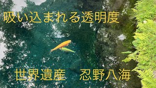 行く価値あり！！ 透き通る世界遺産 忍野八海 [upl. by Vareck]