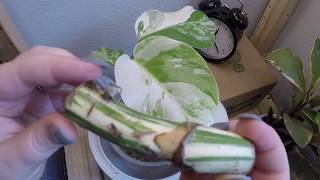 Timelapse Variegated Monstera Easy Propagation with Stem Node CuttingWet Stick [upl. by Dadinirt74]