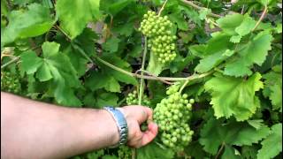 How to Grow Backyard Grapes [upl. by Attalie]