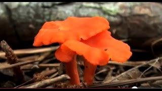 Collecting Wild Edible Mushrooms HD [upl. by Incrocci68]